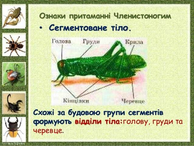 Ознаки притаманні Членистоногим • Сегментоване тіло. Схожі за будовою групи сегментів формують відділи тіла:голову, груди ...