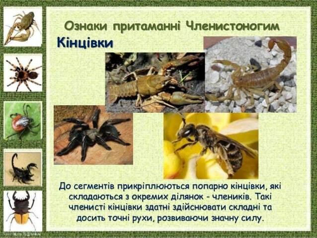 Ознаки притаманні Членистоногим Кінцівки До сегментів прикріплюються попарно кінцівки, які складаються з окремих ділянок -...