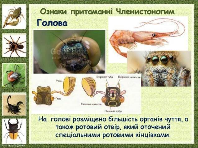 Ознаки притаманні Членистоногим Голова На голові розміщено більшість органів чуття, а також ротовий отвір, який оточений с...