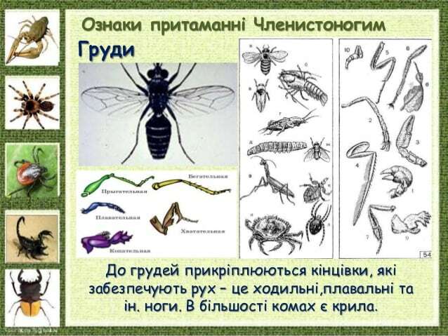 Ознаки притаманні Членистоногим Груди До грудей прикріплюються кінцівки, які забезпечують рух – це ходильні,плавальні та і...