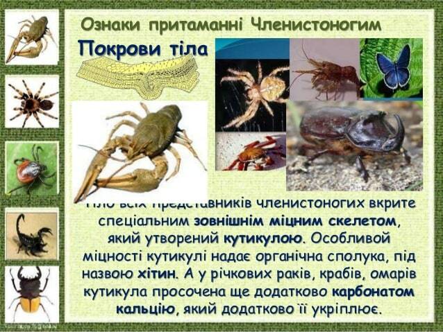 Ознаки притаманні Членистоногим Покрови тіла Тіло всіх представників членистоногих вкрите спеціальним зовнішнім міцним ске...