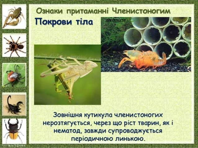 Ознаки притаманні Членистоногим Покрови тіла Зовнішня кутикула членистоногих нерозтягується, через що ріст тварин, як і не...