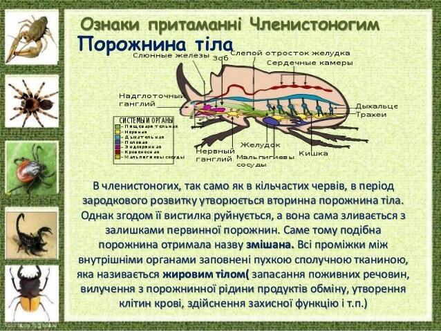 Ознаки притаманні Членистоногим Порожнина тіла В членистоногих, так само як в кільчастих червів, в період зародкового розв...