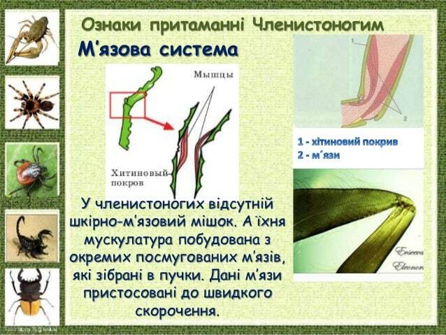 Ознаки притаманні Членистоногим М’язова система У членистоногих відсутній шкірно-м’язовий мішок. А їхня мускулатура побудо...