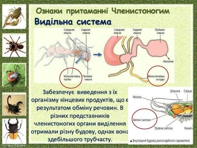 Ознаки притаманні Членистоногим Видільна система Забезпечує виведення з їх організму кінцевих продуктів, що є результатом ...