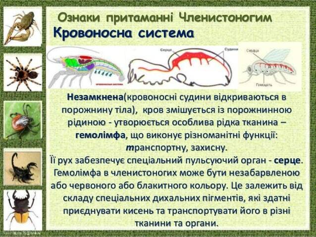 Ознаки притаманні Членистоногим Незамкнена(кровоносні судини відкриваються в порожнину тіла), кров змішується із порожнинн...