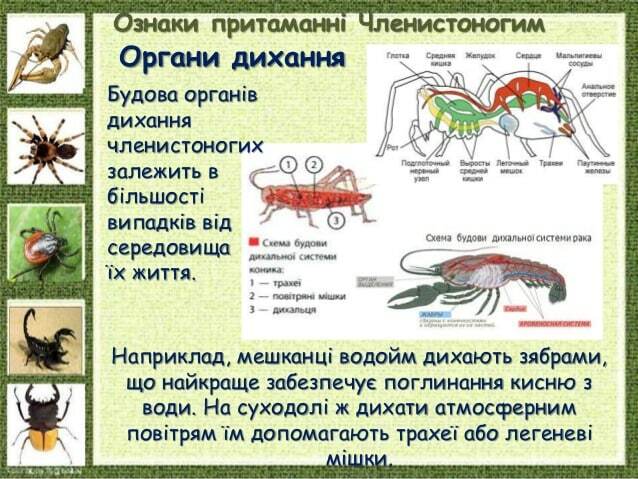 Наприклад, мешканці водойм дихають зябрами, що найкраще забезпечує поглинання кисню з води. На суходолі ж дихати атмосферн...