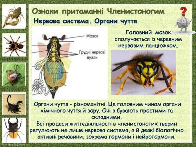 Органи чуття - різноманітні. Це головним чином органи хімічного чуття й зору. Очі в бувають простими та складними. Всі про...