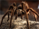 020157ag-9a7c-161x120.png