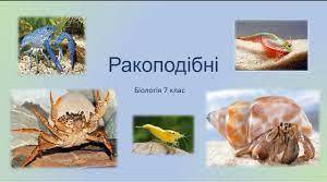 Загальна характеристика класу Ракоподібні