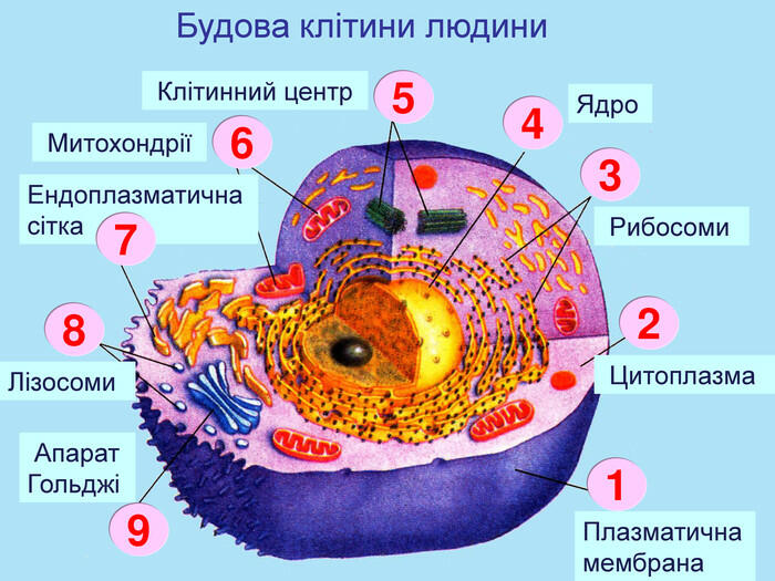 Ядро цитоплазма клеточная мембрана. Будова клітини. Будова клітини людини. Схема клітин. Структура клітини.