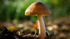 Why magic mushrooms turn dark blue when picked : Research Highlights
