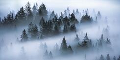 Brain Fog: How to Clear Mental Fatigue - Insight Timer Blog