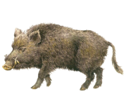 02015jn6-026d-179x131.png