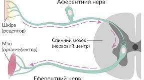 Основні принципи регуляції фізіологічних функцій організму