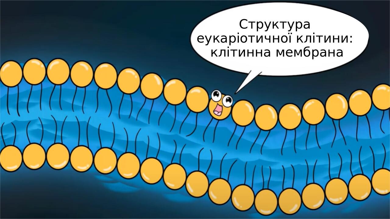 Структура еукаріотичної клітини: клітинна мембрана