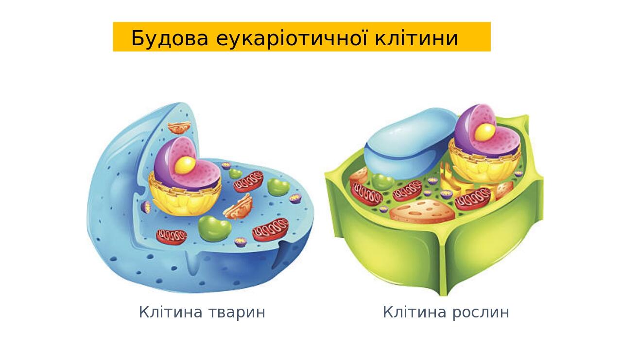 Будова еукаріотичної клітини Клітина рослин Клітина тварин