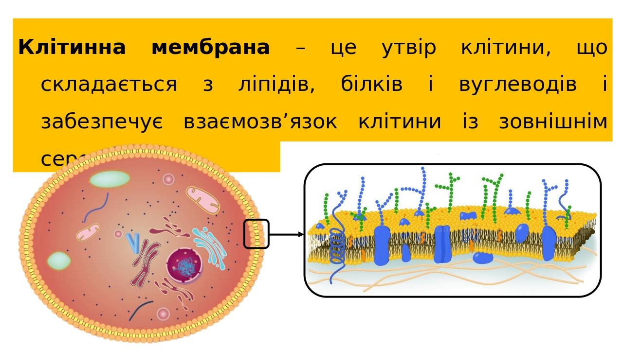 Клітинна мембрана – це утвір клітини, що складається з ліпідів, білків і вуглеводів і забезпечує взаємозв’язок клітини із зовнішнім середовищем