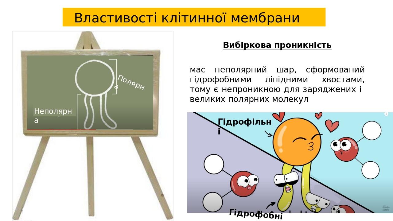 Властивості клітинної мембрани Полярна Неполярна Гідрофільні Гідрофобні Вибіркова проникність має неполярний шар, сформований гідрофобними ліпідним...