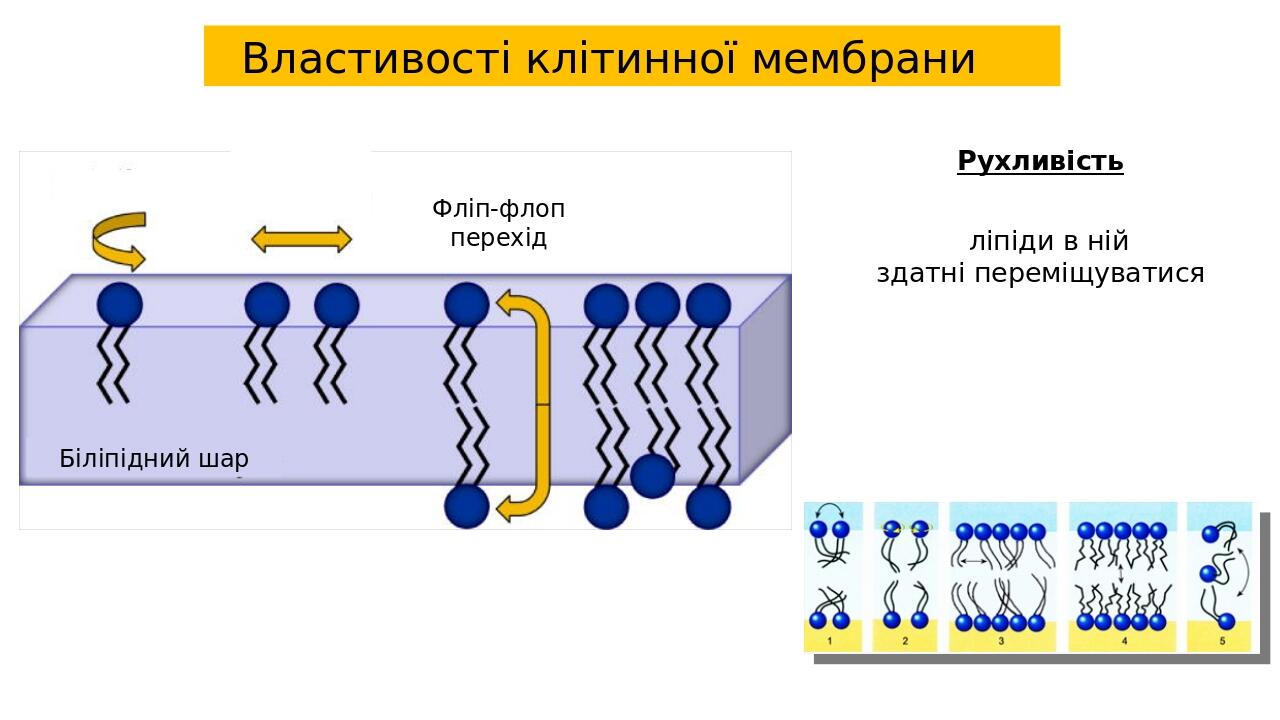 Властивості клітинної мембрани Рухливість ліпіди в ній здатні переміщуватися Фліп-флоп перехід Біліпідний шар