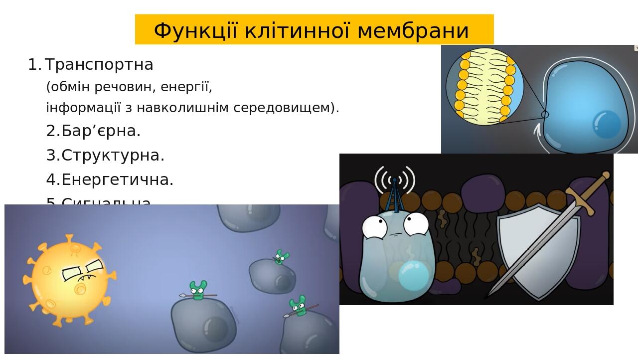 Транспортна (обмін речовин, енергії, інформації з навколишнім середовищем). 2.Бар’єрна. 3.Структурна. 4.Енергетична. 5.Сигнальна. Функції клітинної...
