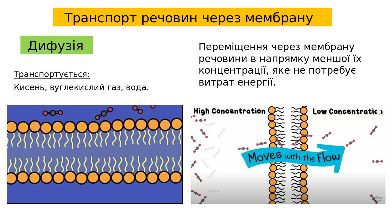 Транспорт речовин через мембрану Дифузія Переміщення через мембрану речовини в напрямку меншої їх концентрації, яке не потребує витрат енергії. Тра...