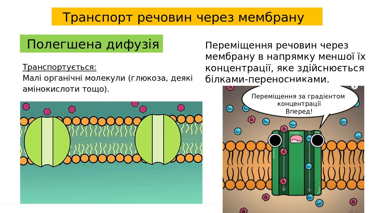 Транспорт речовин через мембрану Полегшена дифузія Транспортується: Малі органічні молекули (глюкоза, деякі амінокислоти тощо). Переміщення речовин...