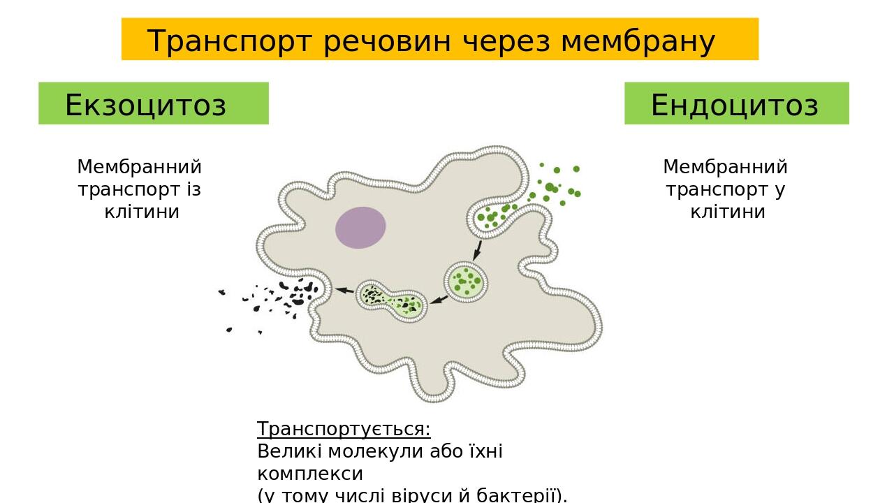 Транспорт речовин через мембрану Ендоцитоз Екзоцитоз Мембранний транспорт із клітини Мембранний транспорт у клітини Транспортується: Великі молекул...