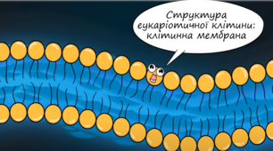 Структура еукаріотичної клітини: клітинна мембрана