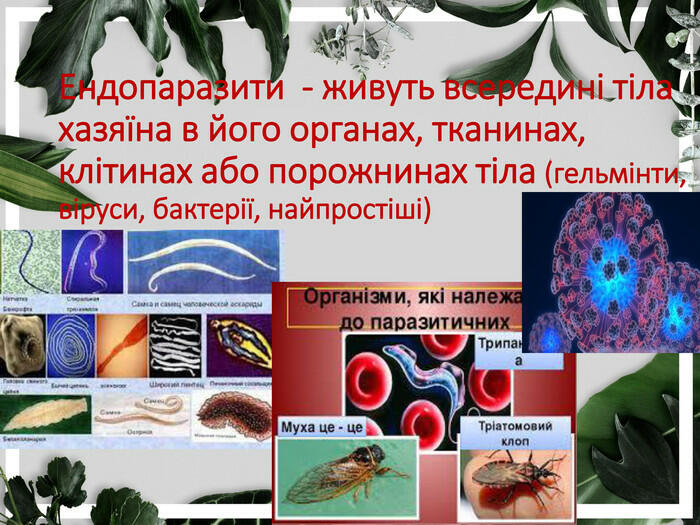 Презентація &quot;Організм як середовище існування&quot;