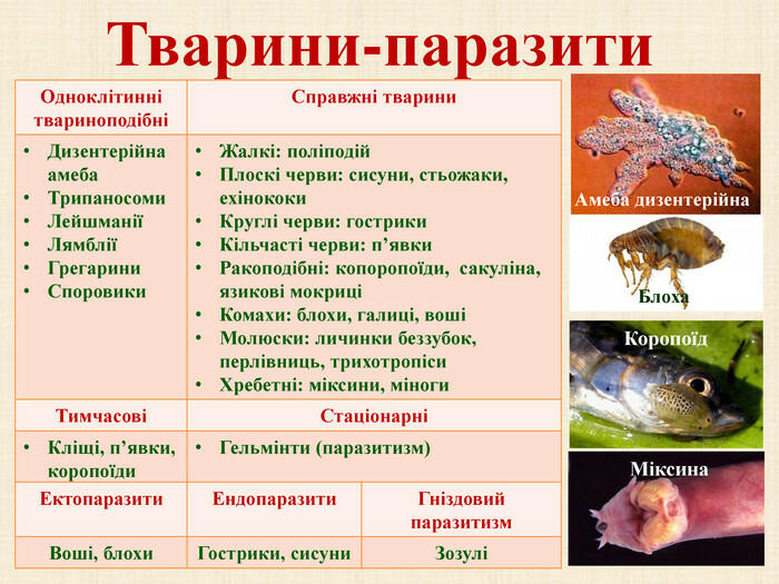 Презентація з біології для учнів 11 класу &quot;Паразитизм та його поширення&quot;