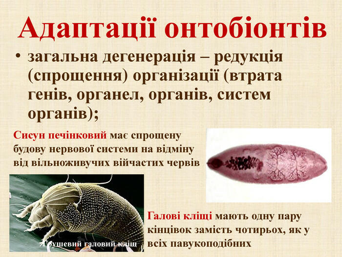 Презентація з біології для учнів 11 класу &quot;Організм як середовище мешкання&quot;