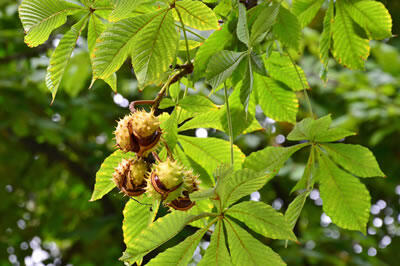 Horse Chestnut | British Herbal Medicine Association