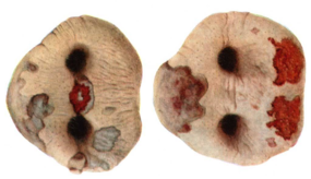 02015sa9-fffb-285x164.png