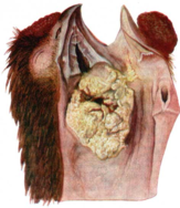 02015sbd-1b00-163x188.png