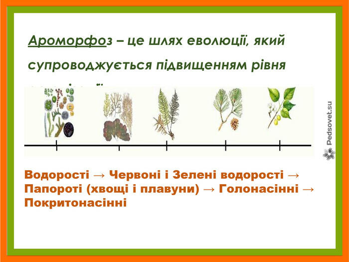 Презентація "Біорізноманіття нашої планети як наслідок еволюції. Рослини"