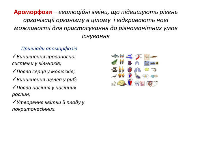 Презентація до уроку з біології для учнів 9 класу з теми «Макроеволюція»