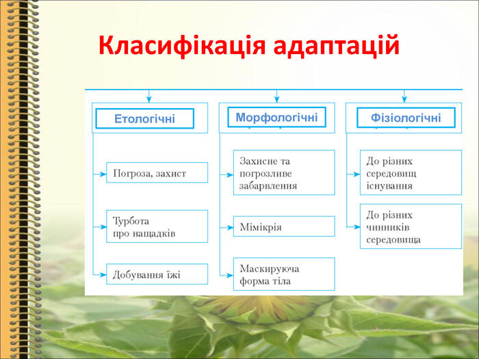 Презентація до уроку: "Класифікація і властивості адаптацій"