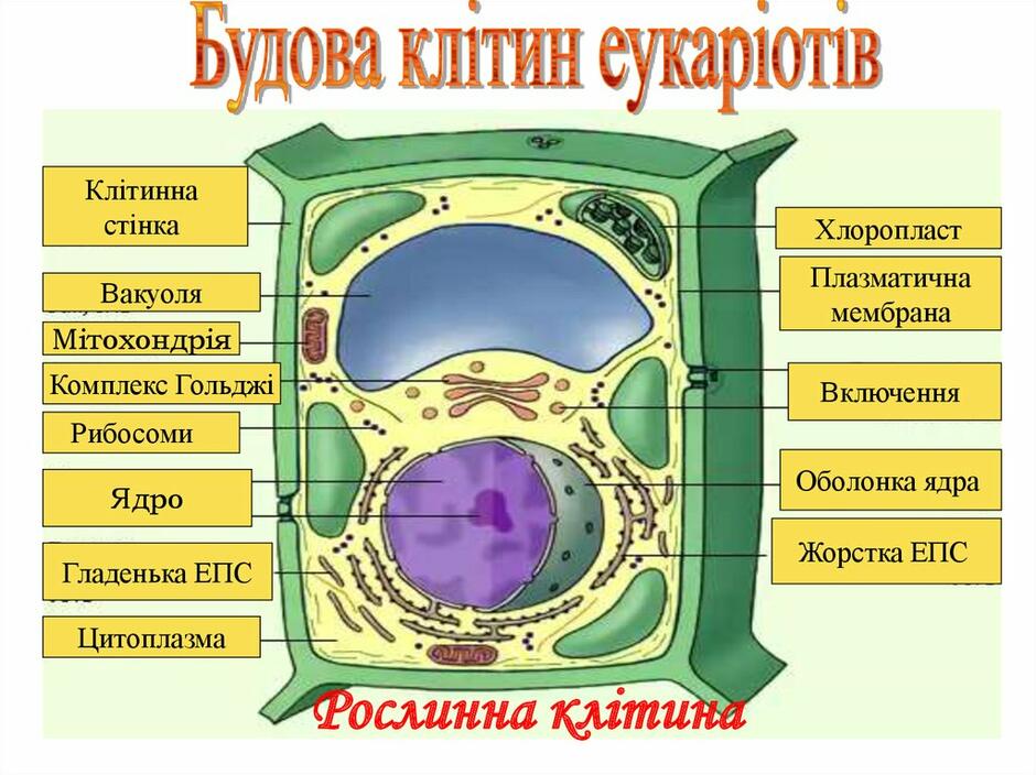 Прокаріотти і еукаріоти - презентация онлайн