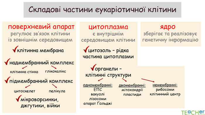 Презентація до уроку: "Структура еукаріотичної клітини. Поверхневий апарат"