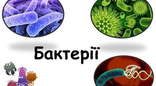 Бактерії