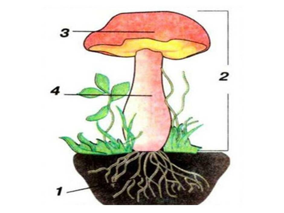 Подпиши части гриба 3 класс