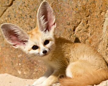 Фенек (лат. Vulpes zerda), фотографии фенеков