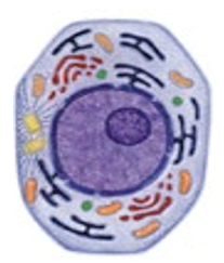 0201658a-ffa1-207x243.png