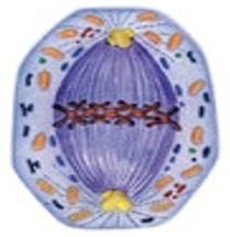 0201658c-c279-209x215.png