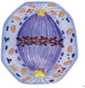 0201658k-ece2-296x307.png