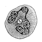 020165sx-ee4d-137x137.png