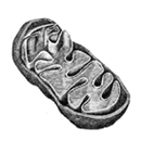 020165sz-0acf-130x130.png