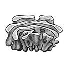 020165t1-6df8-137x137.png