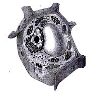 020165tc-42f3-187x187.png